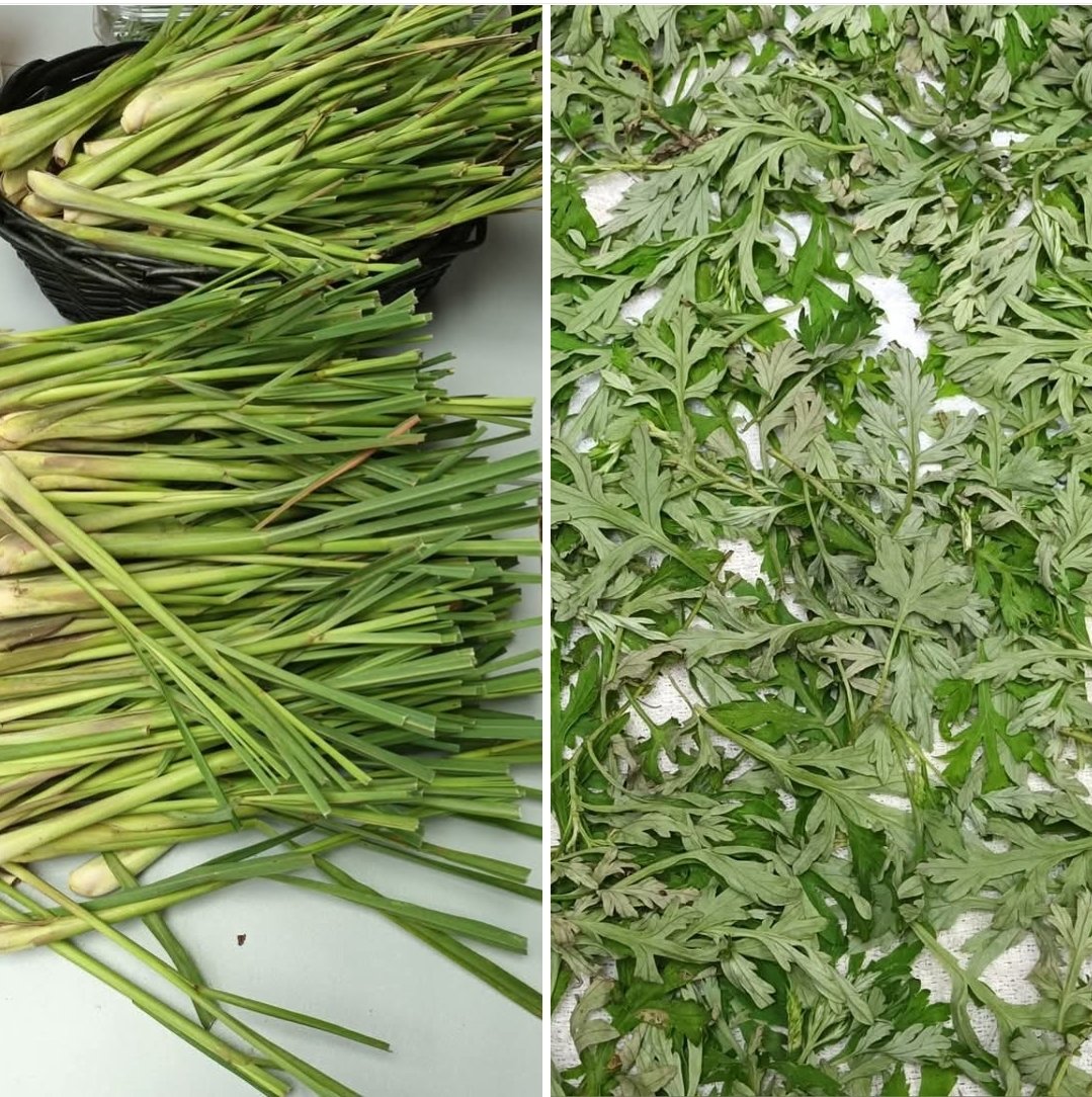 新鮮香芧